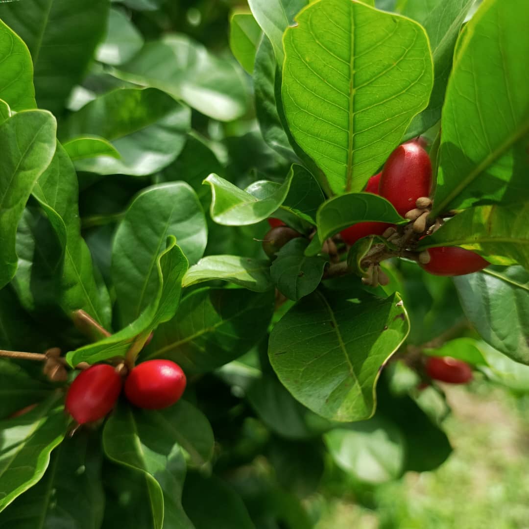 Wild-harvested Synsepalum dulcificum miracle berries from West Africa