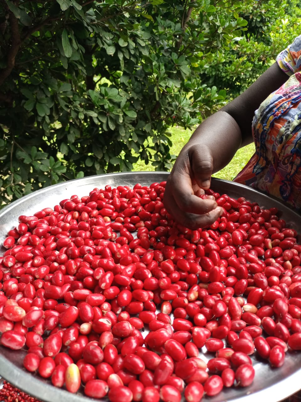 Wild-harvested whole dry miracle berries – 20 pcs per sachet, freeze-dried